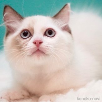 販売中の東京都のラグドール-114593の9枚目